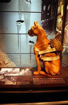 Vittles der Hund mit Fallschirm im Blog 365 Dog Heroes